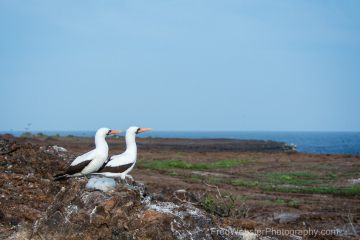 Nazca-Boobies-Nesting