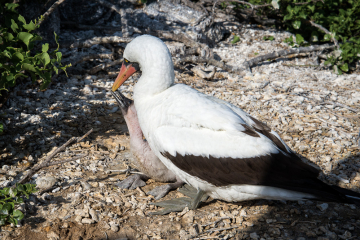 Nazca-Chick-Asking-for-Food