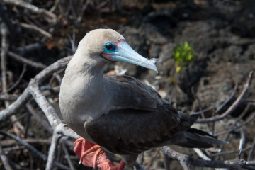 Red-Footed-Booby-Best-Side