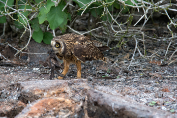 Short-Eared-Owl-with-Dinner