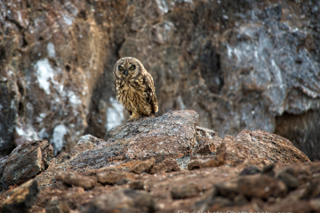 G2-Short-Eared-Owl