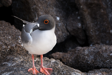 G2-Swallow-tail-Gull-with-Red-Eye-Attraction