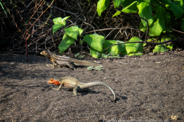 Male-Galapagos-Lava-Lizard-Protects-Female