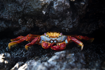 Sally-Lightfoot-in-Lava