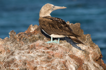 G4-Blue-Footed-Booby