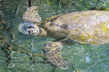 Breath-of-a-Sea-Turtle