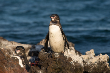 G4-Galapagos-Penguins