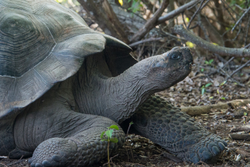 Giant-Tortous-Closeup