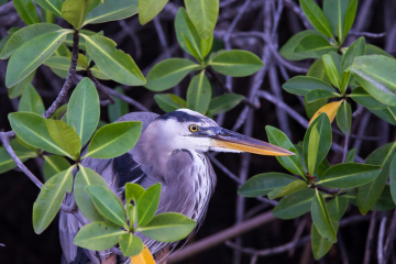 G4-Great-Blue-Heron-in-the-Mangroves-3