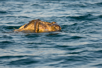 Happy-Turtles