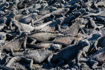 Iguana-Gathering