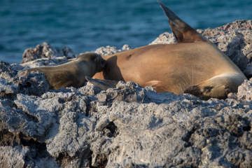 Nursing-Sealion-Pup