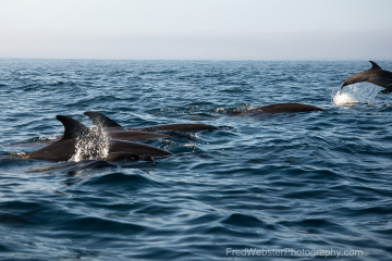 Spinner-Dolphin-Pod