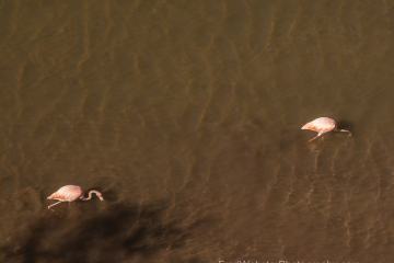 Flamingos