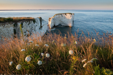 old harry evening calm