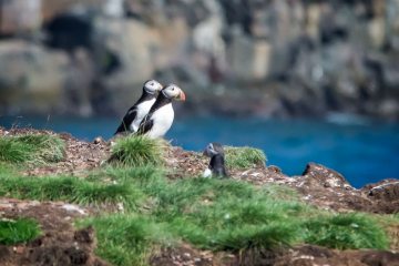 puffin pair