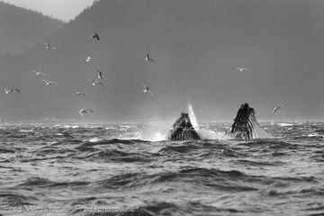 whale bubble feeding