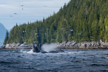 whale mouths to feed