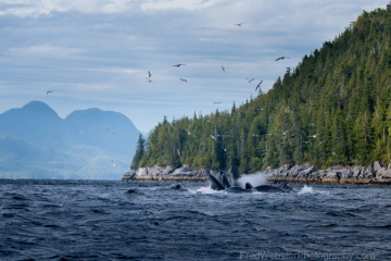 whales snacking