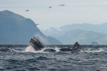 whales bubble feeding