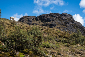 Cajas-Summit-4167m