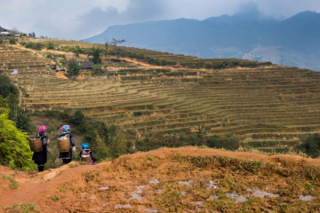 sapa ridges and rice fields