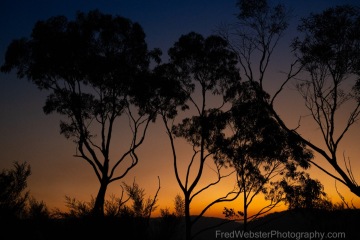 Blue-Mtn-Gum-Tree-Silhouette