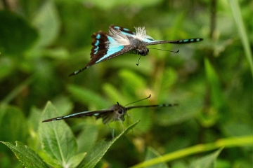 Daintree-Ulysses-Butterfly-Pairing