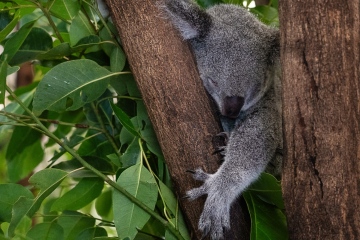 Port-Douglas-Caught-Napping