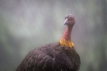 Port-Douglas-Female-Cassowary