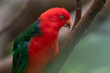 Port-Douglas-Lorikeet-in-Red