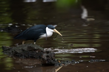 Queensland-Pied-Heron