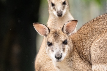 Queensland-Wallaby-Lookers