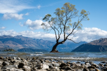 Wanaka-Tree