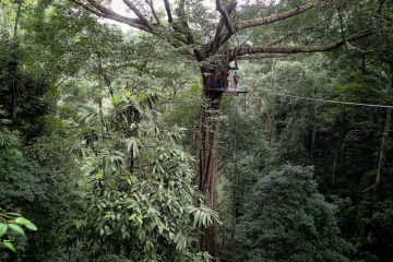Ziplining Through the Rain Forest