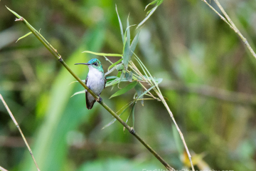 Andean-Emerald-Hummingbird