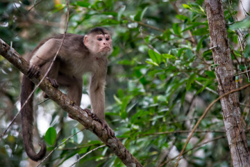 Capuchin-Monkey