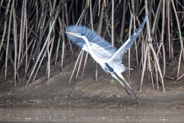 Heron-Ballet