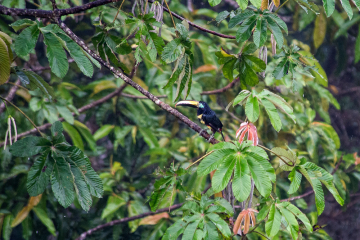 Many-banded-Aracari-perched
