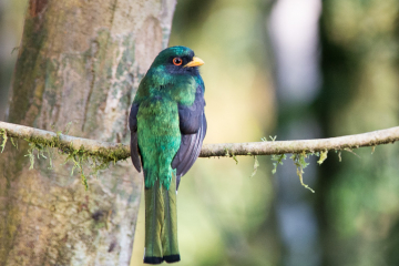 Masked-Trogon-back