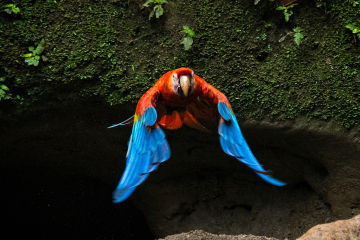 N-Macaw-Coming-At-You