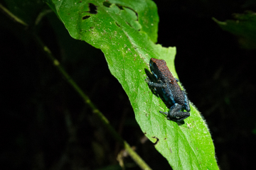 Poison-Dart-Frog-with-droplet