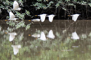 Snowy-Egrets-in-flight