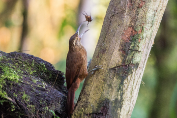 Strong-billed-Woodcreeper-with-bug