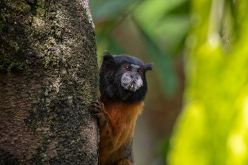 Tamarin-peek-a-boo