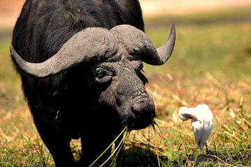 buffalo black and white Cattle Egret