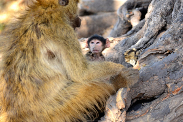 bonding baboons