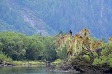 eagle perched in wait