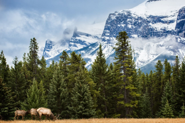 Elk's Backyard View