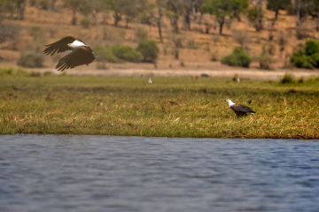 fish eagle pair